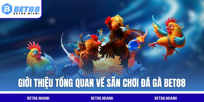 Giới thiệu sơ lược về danh mục đá gà BET88
